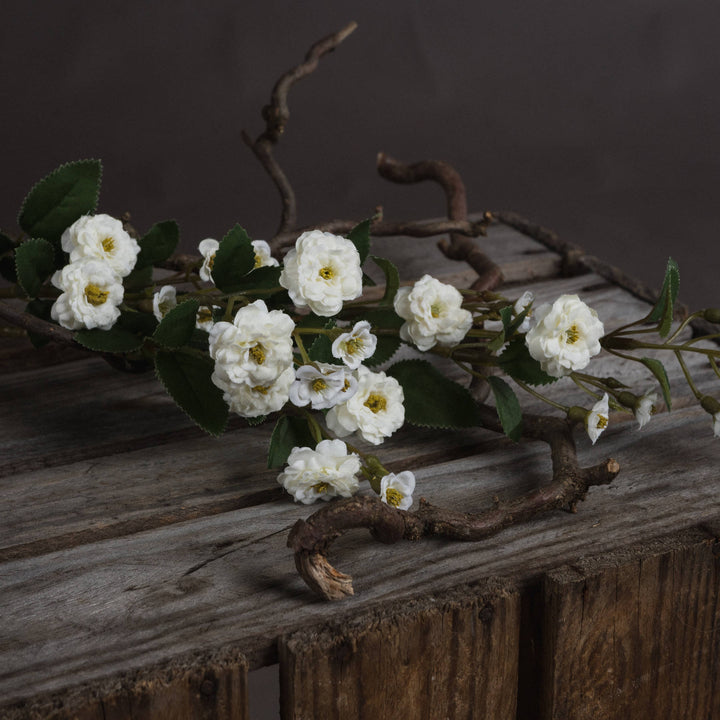 White Wild Rose