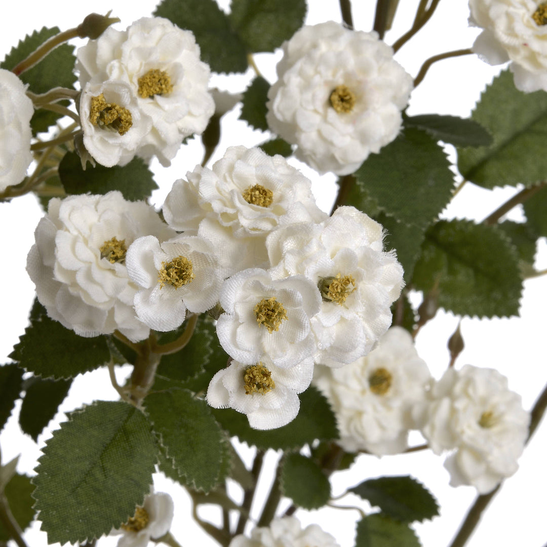 White Wild Rose